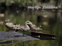 Marmereend [Marmaronetta angustirostris]